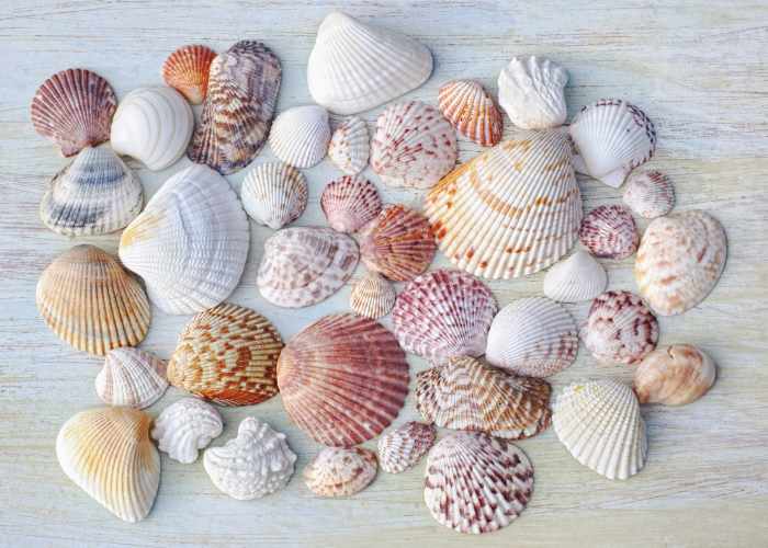 Curious Collectors of Clam Shells; Identification and Interesting Facts