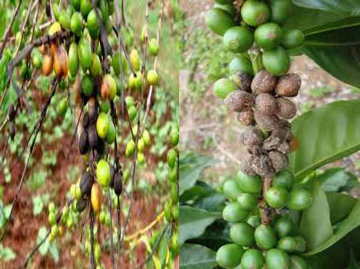 Compendium of Diseases of Crops Coffee HubPages