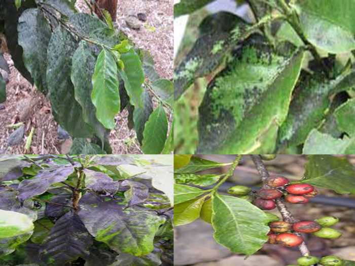 Compendium of Diseases of Crops Coffee HubPages