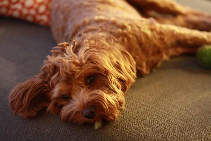 Various crossbred dogs with cute names are becoming more popular. But they are giving responsible crossbreding a bad name.