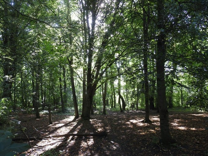 The young beech wood at Elmdon Manor is an excellent place to marvel at the simple beauty of nature.