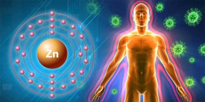 Zinc plays an important role in maintaining the human immune system at peak capacity to protect against illnesses.
