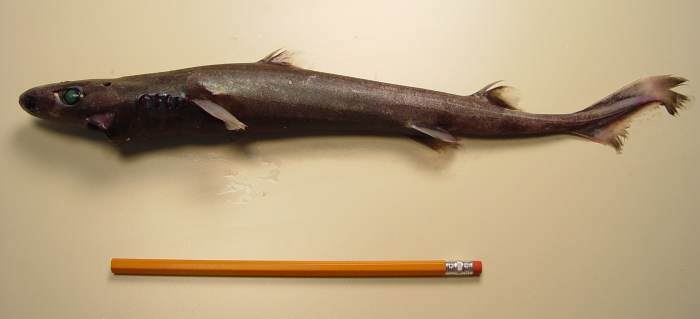 Lantern Shark