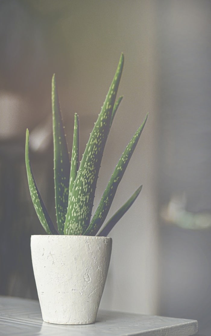 10 Indoor Air-Purifier Plants To Decorate Your House From Within