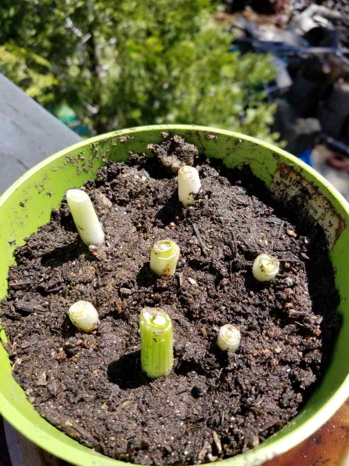 Trim the bottom part of green onions and plant them in a pot, covering the roots. You'll soon have plenty of green onions. Very easy to grow.