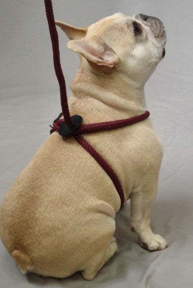 The Harness Lead is a one-piece, three-in-one design that is escape proof and even helps address pulling problems.