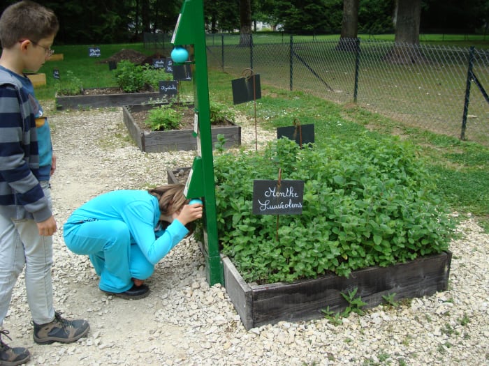 Children guessing by the smell what plant is it