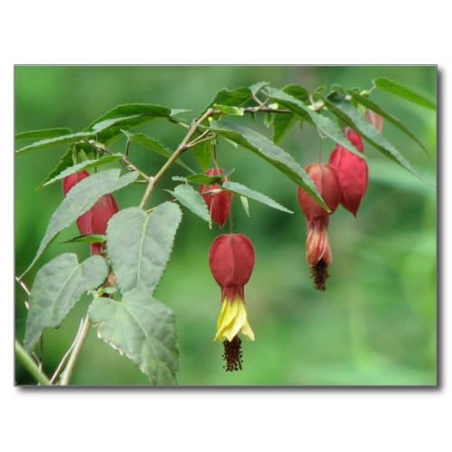 "Little Imp" abutilon is a small, draping plant with rich nectar. It like moist soil and part shade.