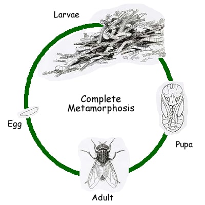 Illustration by Debbie Hadley, using drawings from Insects - Their Ways and Means of Living by Robert Evans Snodgrass, U.S. Bureau of Entomology.