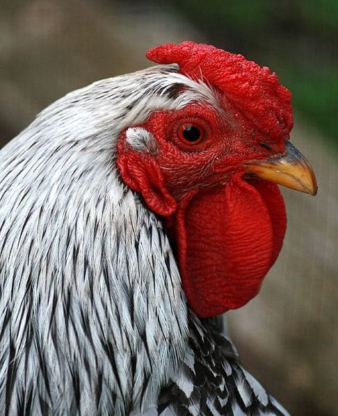 Taming Wild Roosters - HubPages