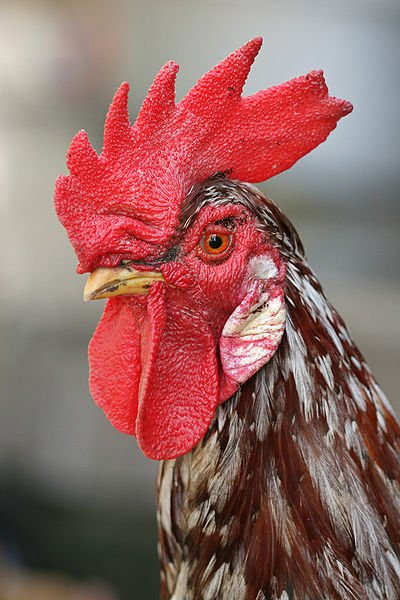 An adult male chicken, the rooster has a prominent fleshy crest on his head called a comb and hanging flaps of skin on either side under his beak called wattles.