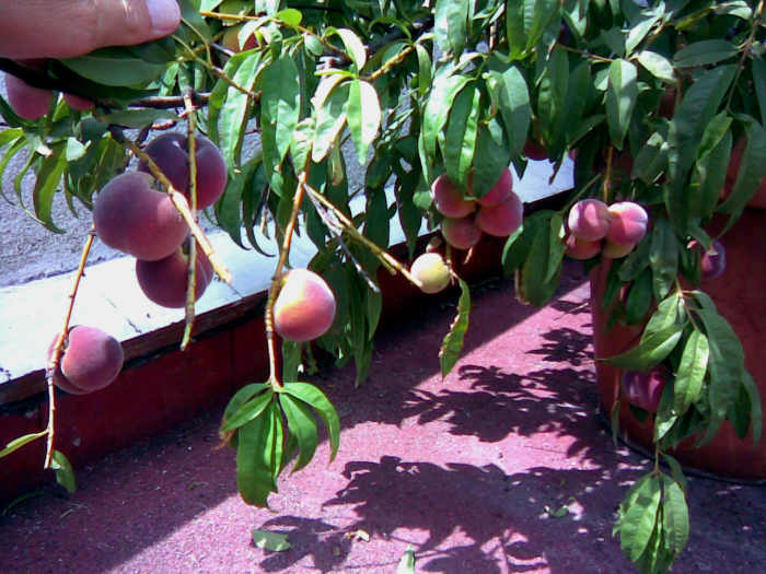 Peaches grow aplenty, over 50, but only on alternate seasons. During the "rest season", the tree grows about 10 fruits or so only. And guess what? Yes, we eat them too!