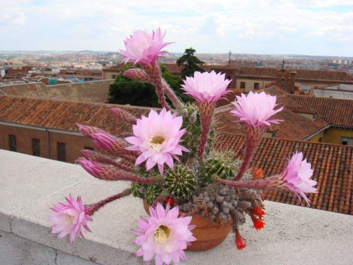 The trumpets & the Spanish tile roofs, a very pretty pair! Oh, and notice the little orange flowers. Like I said, these fellows don't mind sharing this little piece of real state!