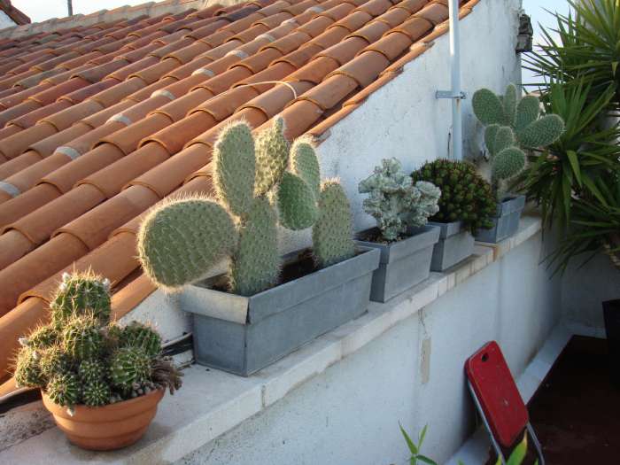 Part of the cactus collection, we have around 30 cacti. The strange one in the middle has grown to double that size since last season. It's the only one that spends the winter indoors, we take it down early autumn, because it's a VERY rare variety.