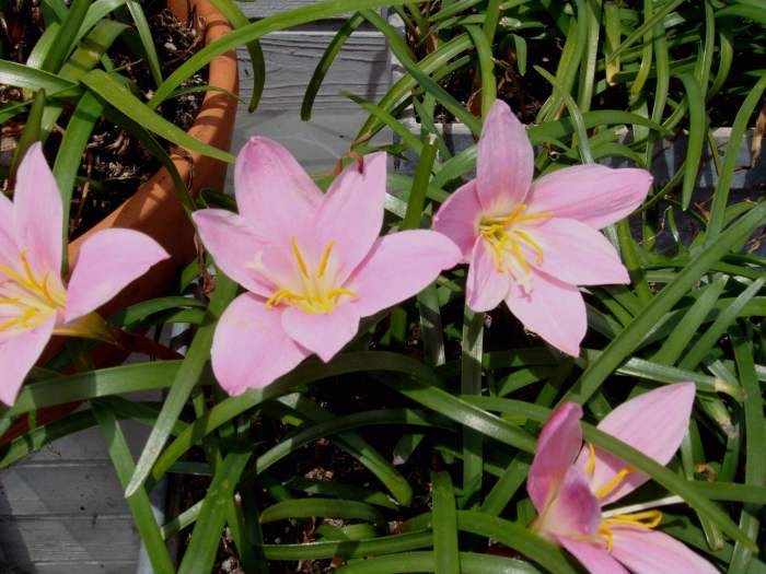 I have no billowing idea of what this flower is. It came with the wind one day, and all of a sudden the plant started growing like crazy, producing uncountable flowers from mid spring to early autumn.