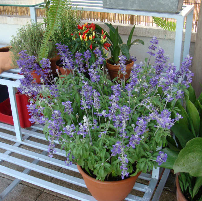 Blooming sage. Behind you can see rosemary and thyme, and red hot chilli peppers. Guess what? We cook with all of it, and more, that I can't find photos for. Grrrr. I resent not to find a decent photo of the ever present basil.