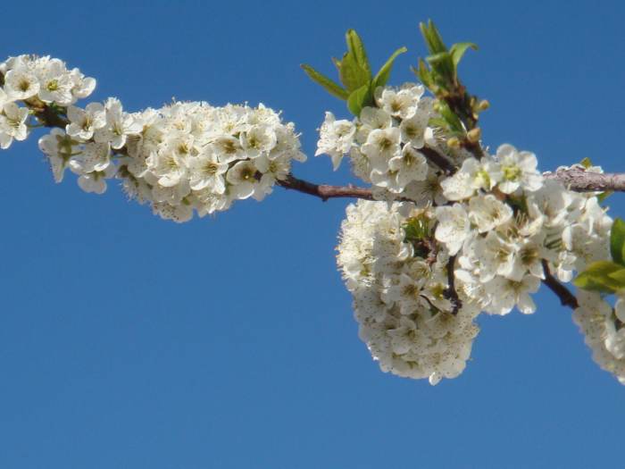 I guess you know, but in case I help enlighten anybody: These flowers are the "seeds" of the fruits. The tree grows about 60 or 70 plums, very small, but absolutely delicious.