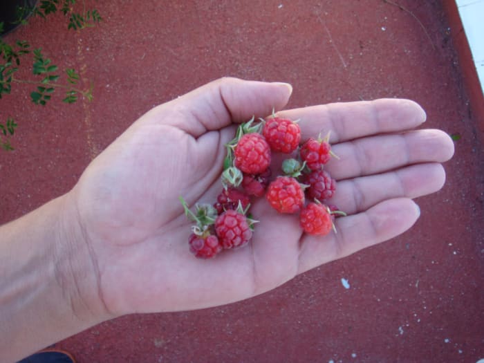 Yes, we eat them, they aren't just for show! They are juicy and savory and very yummy! The only additives they have are some buggy bugs!