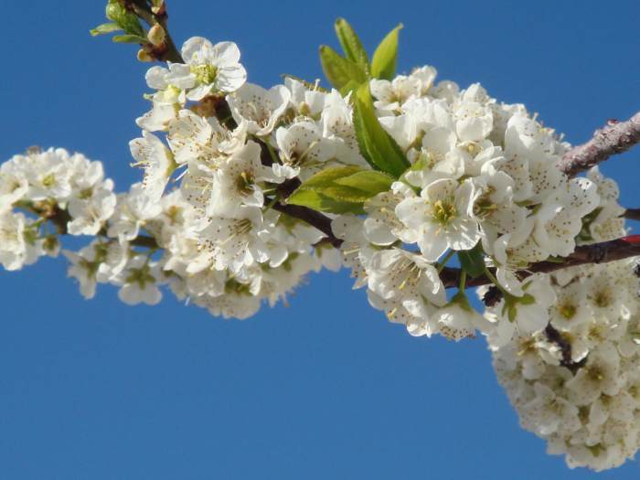 Close up of the flowery plum tree. I resent that I can't find any photos of the peach tree flowers, because they are beautiful. So we'll make do with a few of the plum tree.