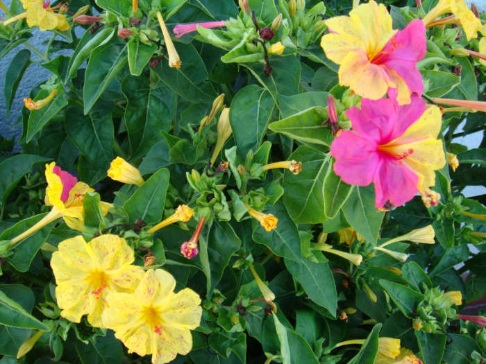 This plant and its flowers have many names, we use "Don Diego de Noche", Don Diego of The Night. Most names reference "night", alluding to the fact that the flowers open at dusk and stay open all night long.