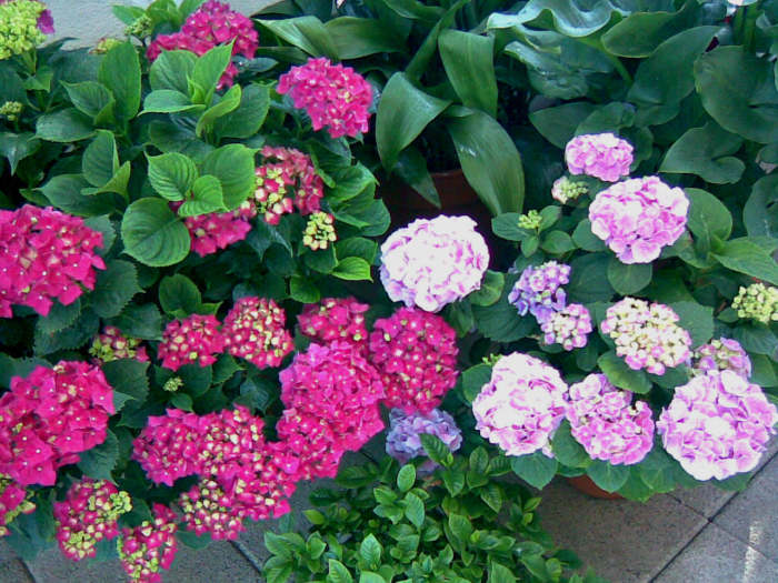 Hydrangeas, the pink one on the right is its most usual color. Instead the deep pink, not-quite-fuchsia-but-close on the left, is very unusual, at least in Madrid!
