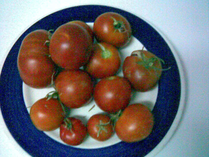 OK, you don't need to tell me, this is a crappy shot, taken with the cell AND probably while I was on drugs. It's not from spring, either. So, all in all, one's got to wonder how did it make it to this hub? Couldn't let the tomatoes pass, I guess! :