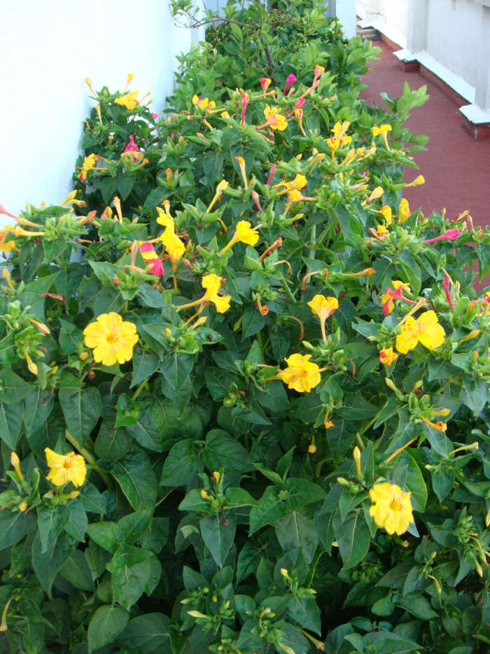 Here's a big Don Diego. Yellow & fuchsia are the most usual colors. Even though the flowers open at night, the plant needs high sun exposure to produce them, and give them their out of this world, honey like fragrance.
