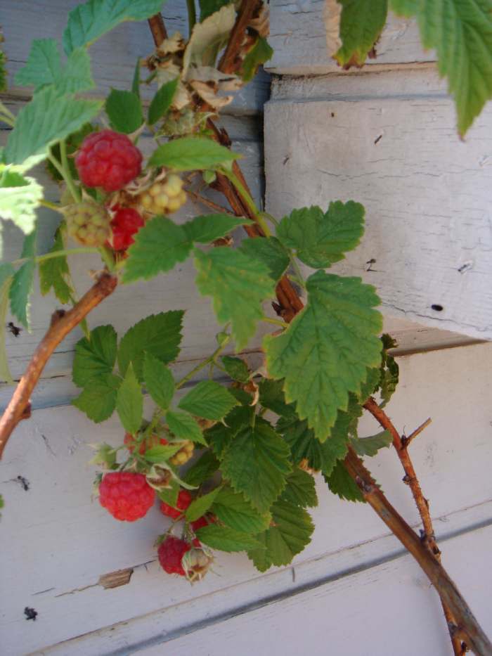 Raspberry tree! Or is that plant? Any which way, here's them little cuties before they are ... gasp.... eaten!