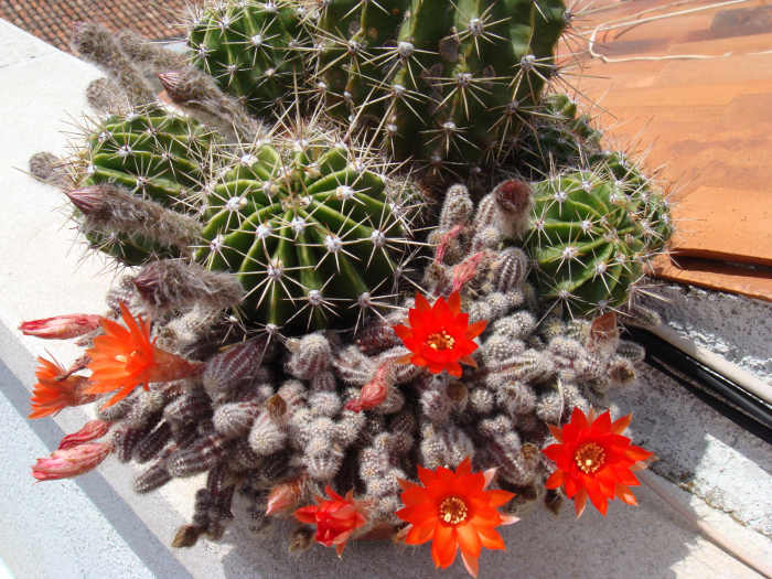 These orange little children are the ones that share real state with the trumpets. When both are simultaneously blooming it's quite a sight.