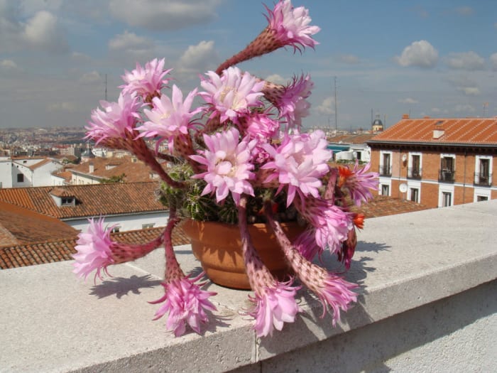 Isn't it positively wonderful? A sight for sore eyes? A flower for one's heart? A..... oh, you get my drift!