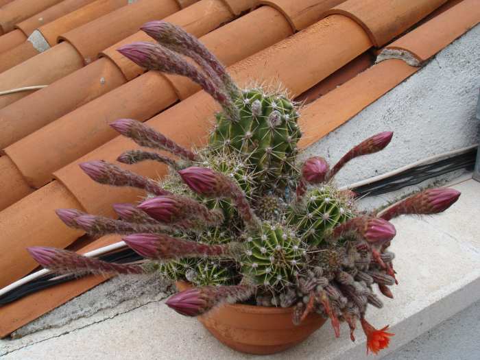 Such a small fellow, with these big big big arms! Oh, and look at the little orange flower on the lower right corner! It's two cactus together on the same pot, coexisting peacefully.