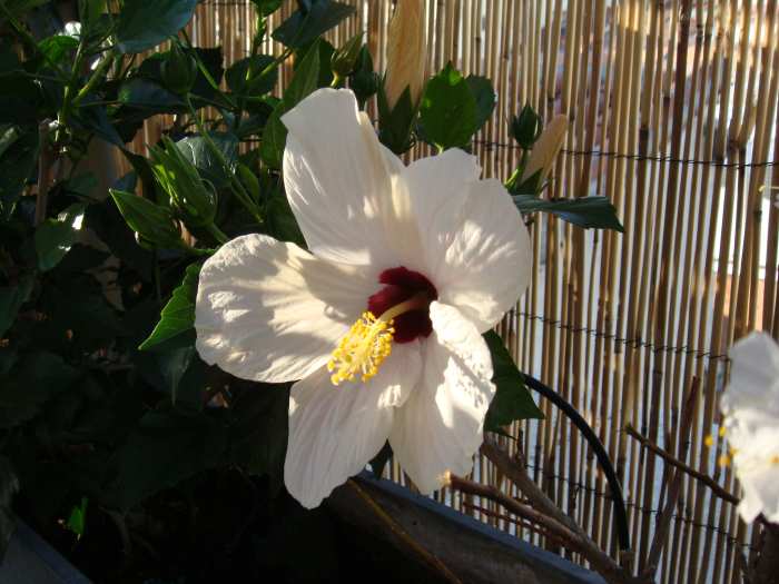Hibiscus flower! We've had them orange, red and white. I can't find photos of the other colors, so...