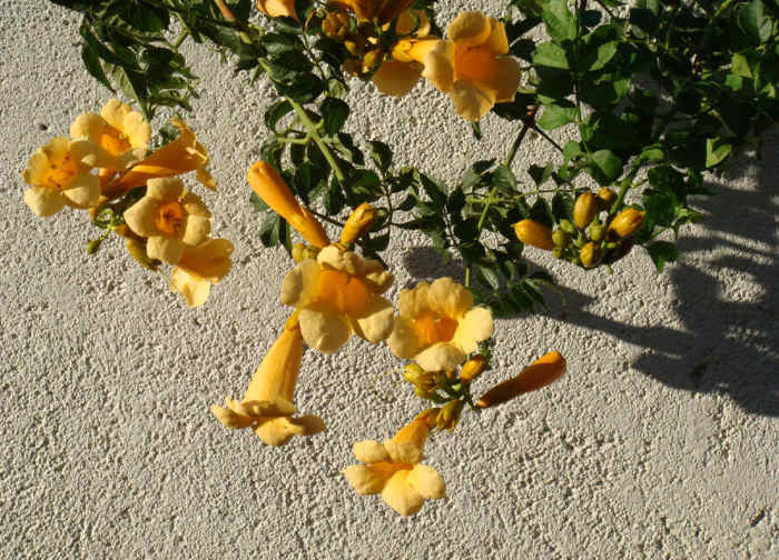 We've no earthy idea what this is, but I'll give you this: It smells like jasmine and it's a TRUE bees' and wasps' nest! Bees and specially wasps LOVE this one, which is good to keep them away from everywhere else, particularly my b.... body!