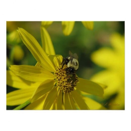 Bumblebees and other native pollinators are attracted to native sunflowers.