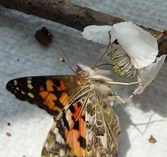 This colorful Painted Lady Butterfly is using his very long proboscis (tongue) to drink from a flower.