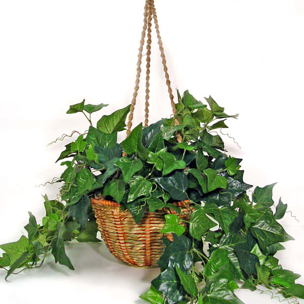 Ivy is a good example of a root climber. Its roots will find their way into small cracks and joints of masonary. Do not grow this type of climber on healthy tree as it will cause damage.