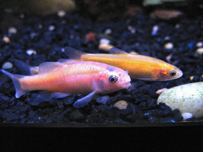 Wardley weekend vacation feeders work for all manner of small- to medium-sized freshwater fish, including both warm water and cold water species