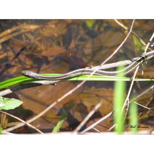 Ribbon snakes eat small prey such as cricket frogs. This individual was hunting one by the pond.