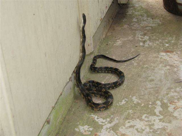 Rat snakes are constrictors and will climb high into large trees in search of prey. They can stretch half their body length to reach a spot to grab onto.