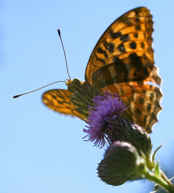 Orange Butterfly Looking at Camera - Silver-Washed Fritillary Butterfly (Argynnis paphia) 'My, What big eyes you have!'