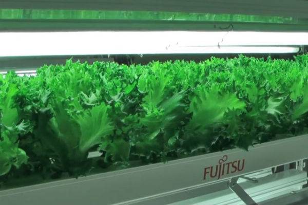 Struggling to keep up with the competition coming out of South Korea and China, Japanese electronics companies are shutting down their factories and converting them into agricultural spaces.