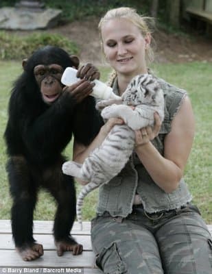 Chimpanzee Anjana assists in caring for tiger cubs at The Institute of Greatly Endangered and Rare Species (TIGERS) in South Carolina
