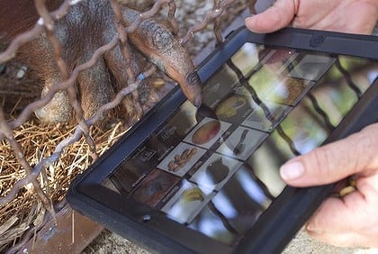 After being told a word, an orangutan points to that object on an iPad computer tablet at Jungle Island zoo in Miami