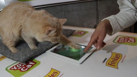 Buddy the Cat, the current game champion, demonstrated the game at the unveiling at the SXSW interactive Festival in Austin (March 2012)
