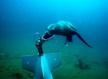 This sea lion demonstrates his minesweeping skills by swimming down to a fake mine and putting a clamp onto the device, so that handlers from the U.S. Navy's Space and Naval Warfare Systems Center Pacific could reel it in