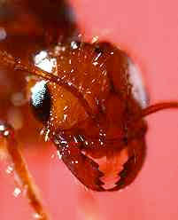 The fire ant will attach its mandibles to your skin, raise its rear end and drive its stinger into your skin - Photo courtesy of the United States Department of Agriculture