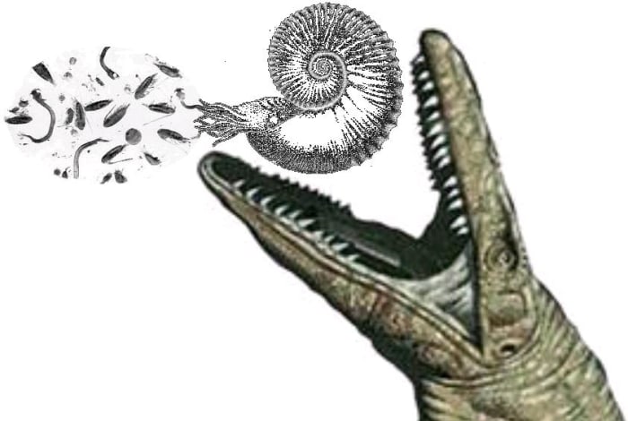 Calcareous nanoplankton, foraminifera and other plankton became extinct at the K-T boundary together with the ammonites and the mosasaurs which depended on them.