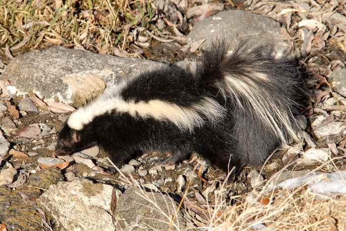 sent-home-from-school-because-of-a-skunk