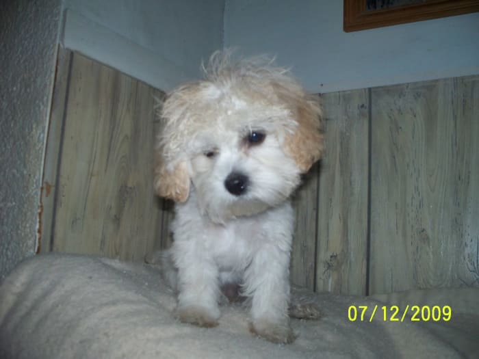 If you let a La-Chon's hair grow out, it will require daily brushing, just like us.