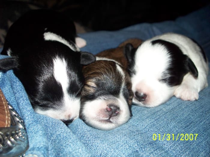 One of the things that make a La-Chon so adorable are the different markings they can have.
